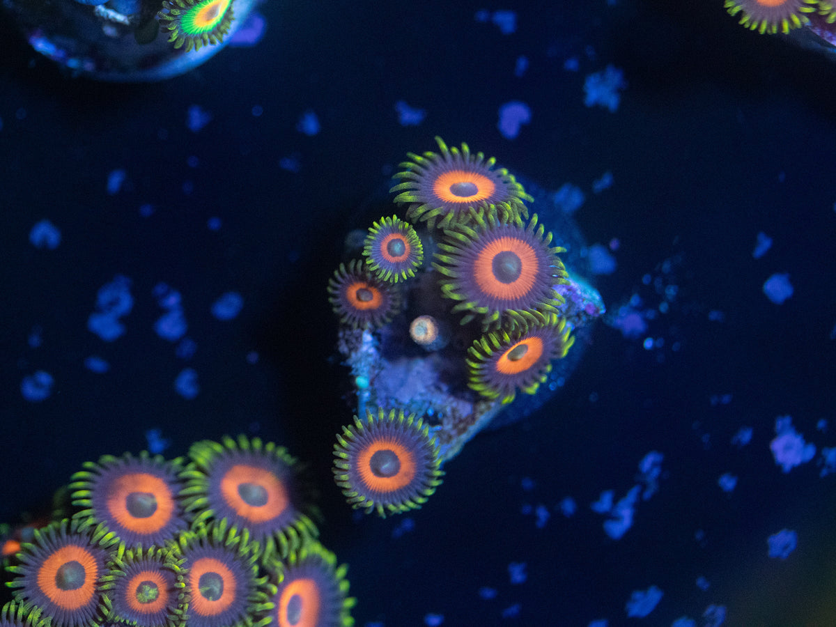 Eagle Eye Zoanthid