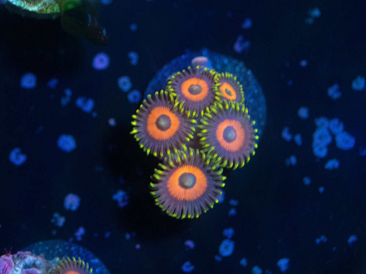 Eagle Eye Zoanthid