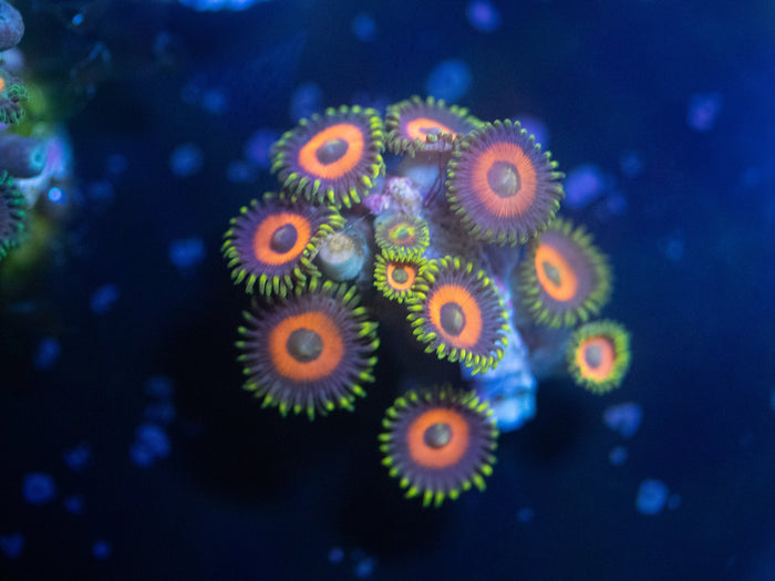 Eagle Eye Zoanthid