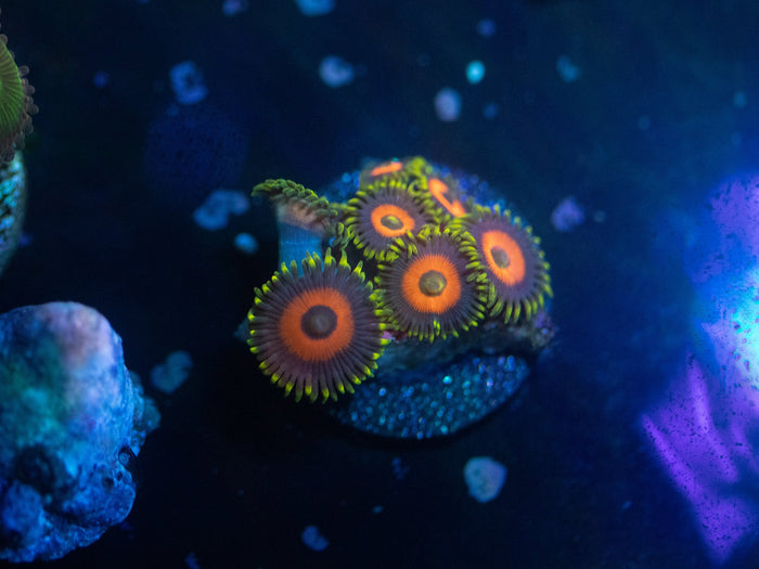 Eagle Eye Zoanthid