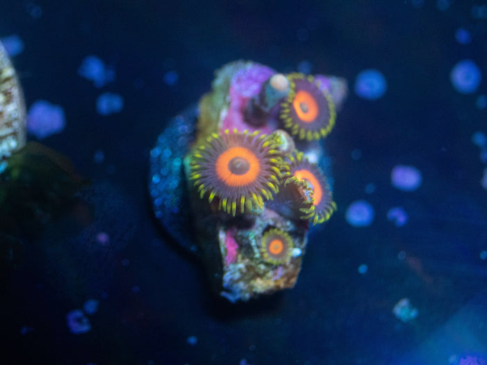 Eagle Eye Zoanthid