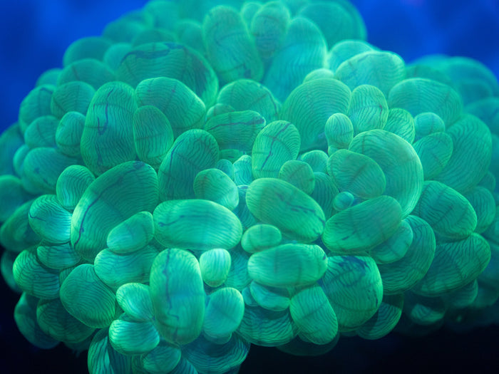 Bubble Coral