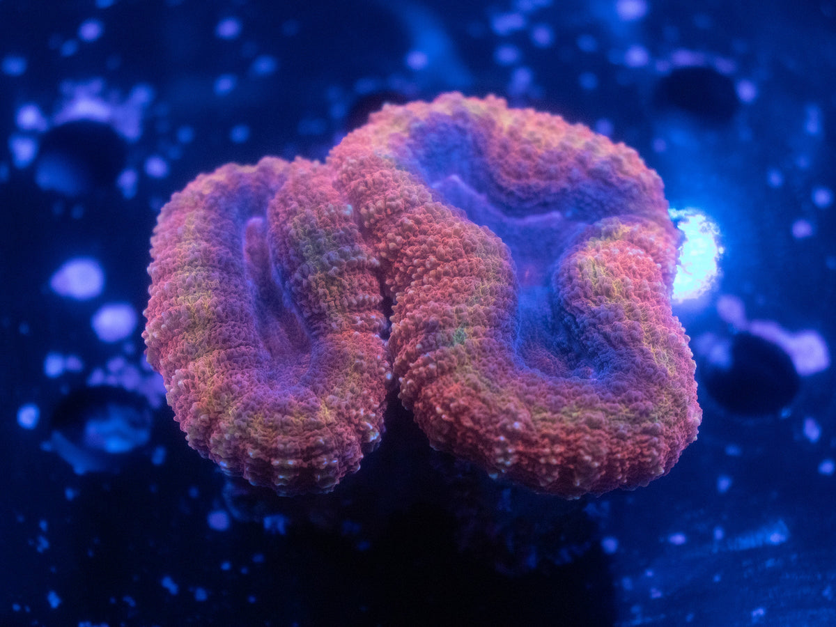 Purple Mouth Lobophyllia