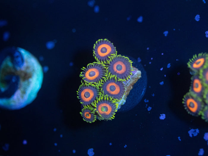 Eagle Eye Zoanthid