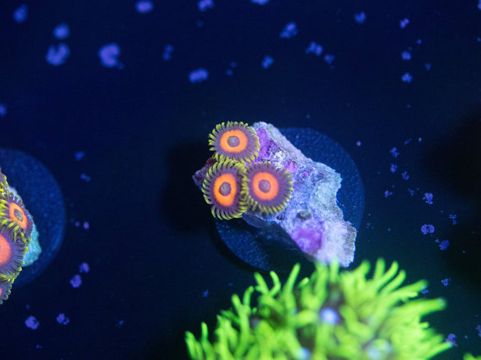 Eagle Eye Zoanthid