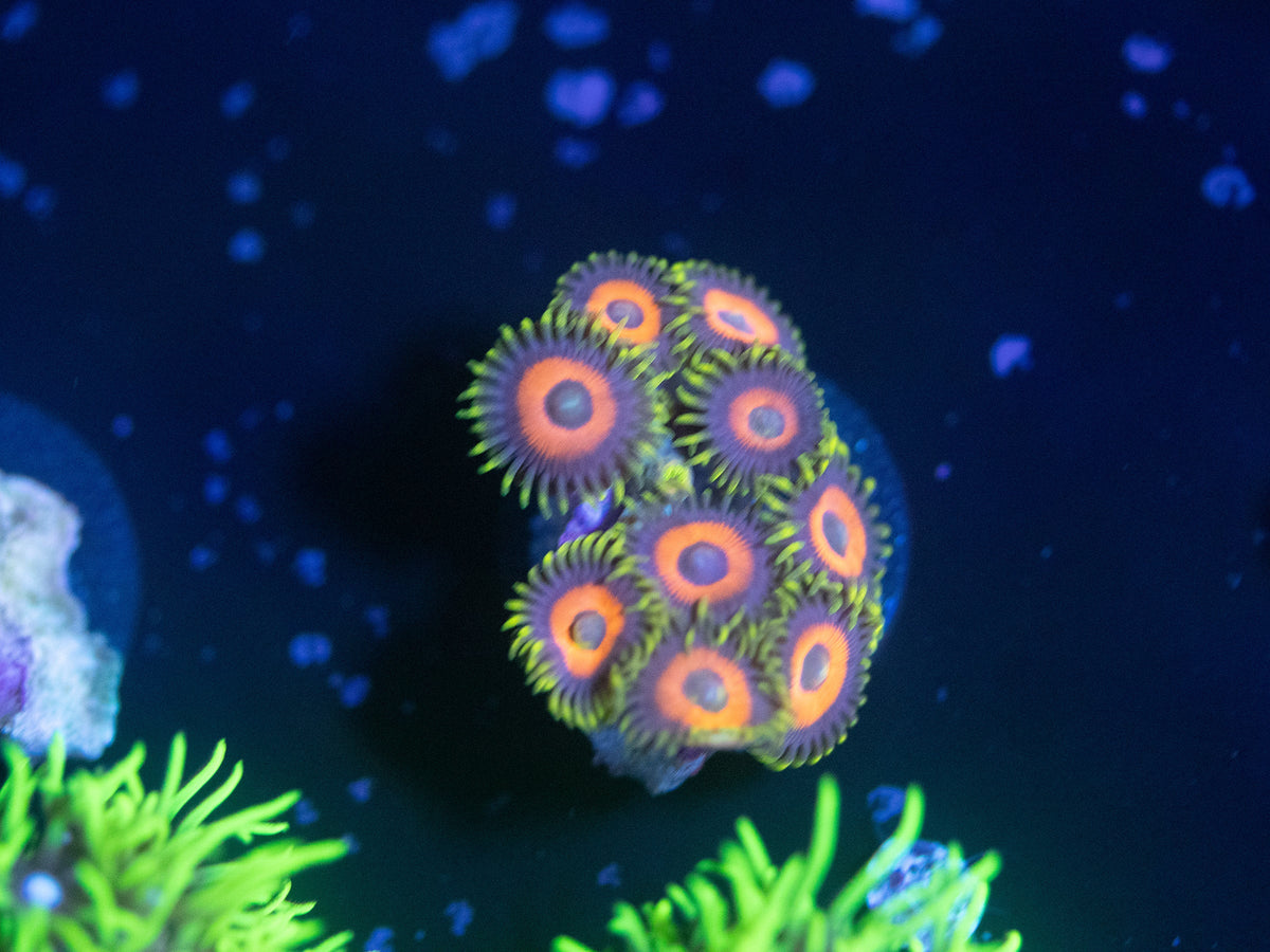 Eagle Eye Zoanthid