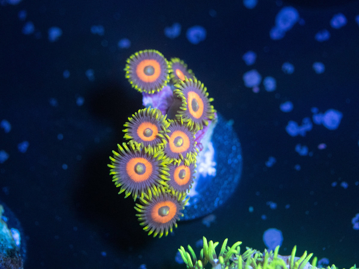 Eagle Eye Zoanthid