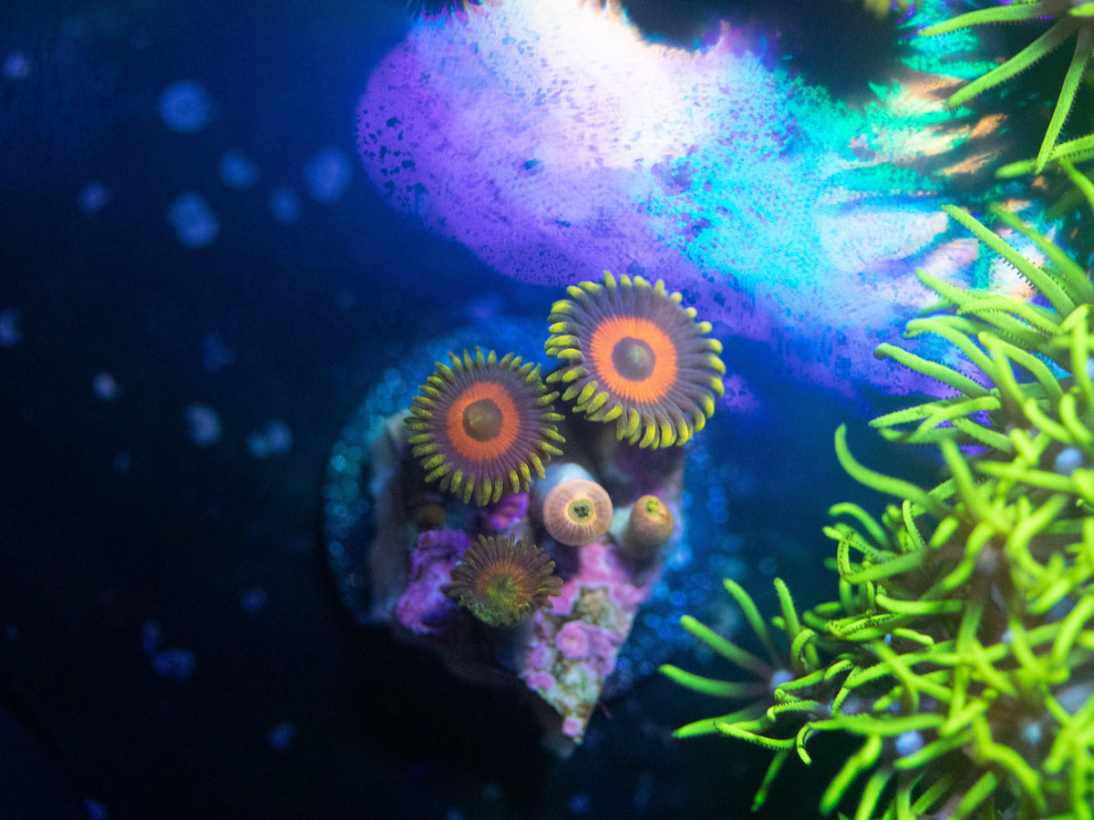 Eagle Eye Zoanthid