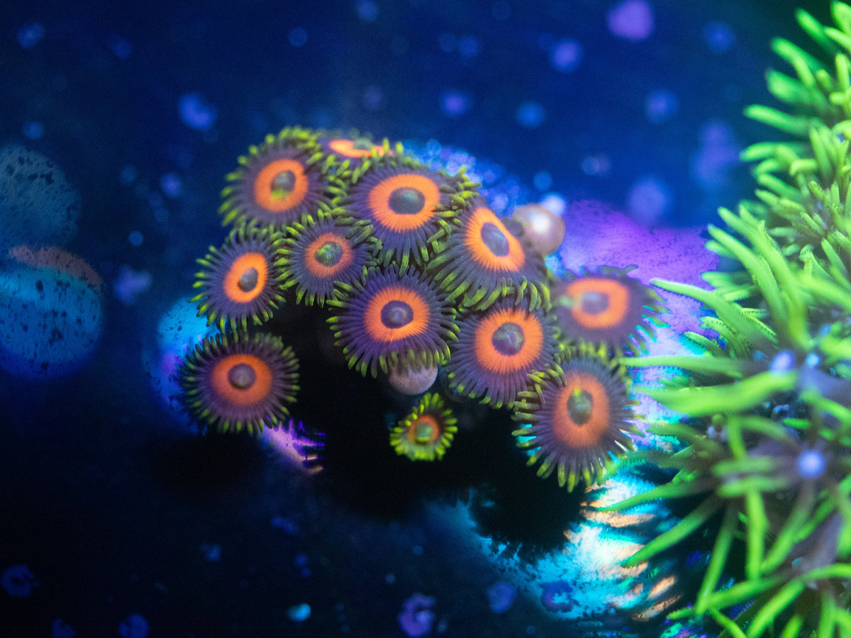 Eagle Eye Zoanthid