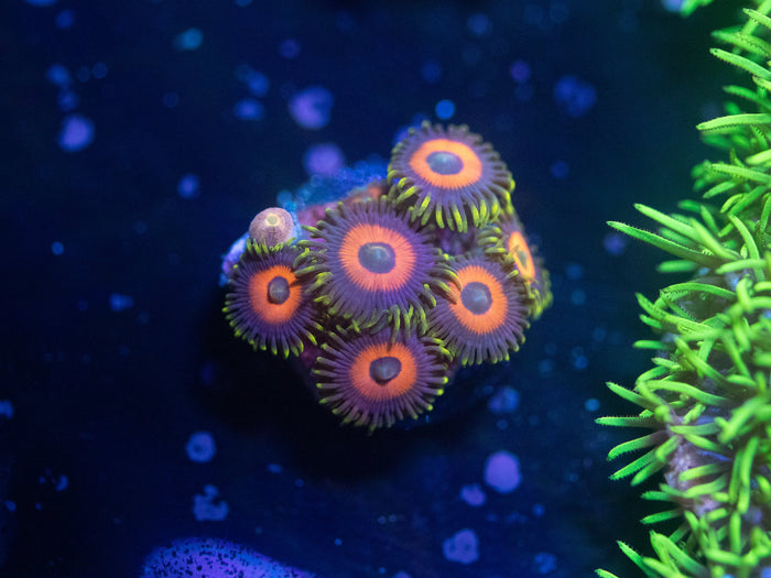 Eagle Eye Zoanthid