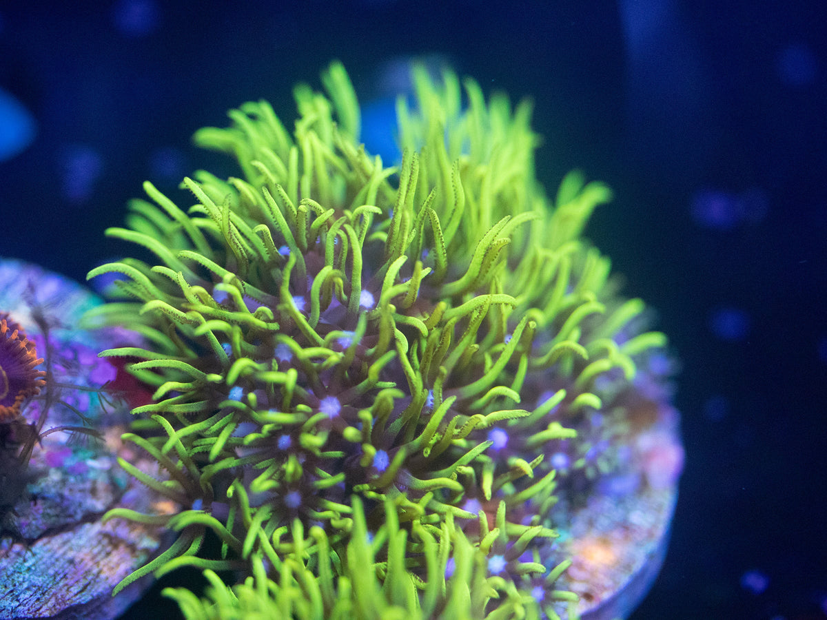 Neon Green Star Polyps