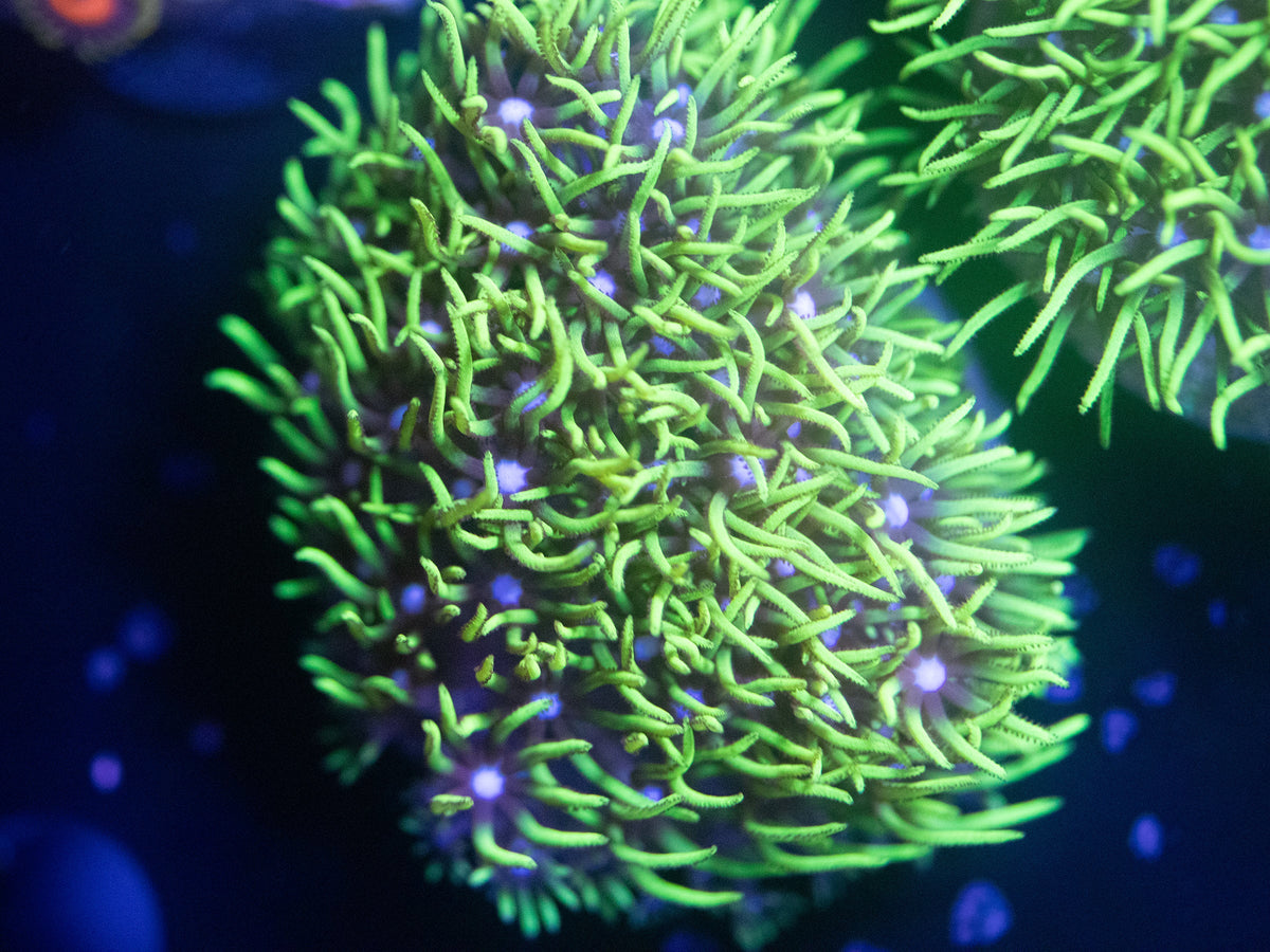 Neon Green Star Polyps