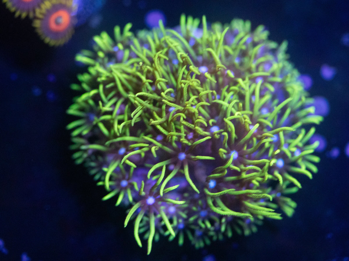 Neon Green Star Polyps