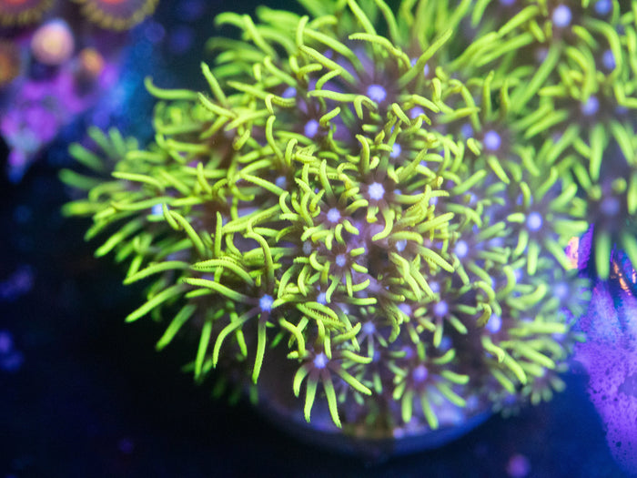 Neon Green Star Polyps