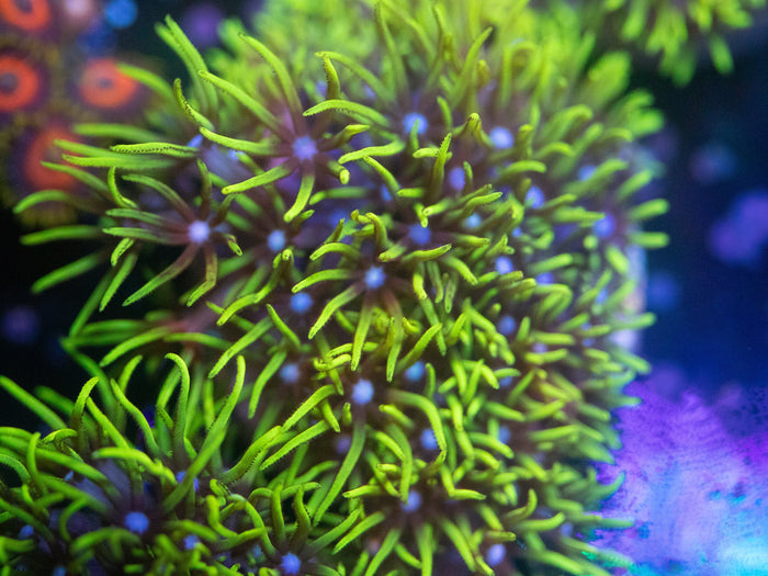 Neon Green Star Polyps