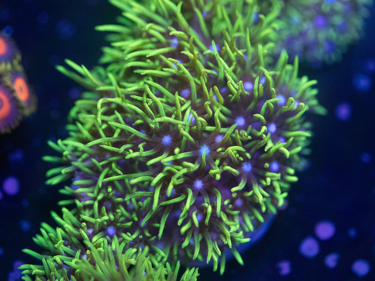 Neon Green Star Polyps