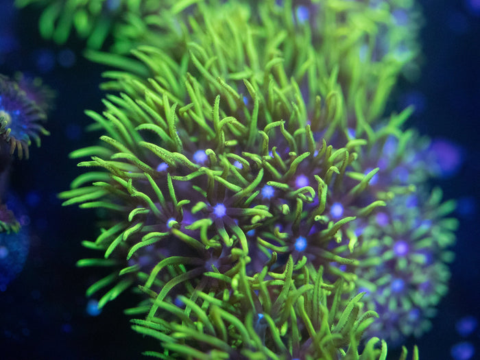 Neon Green Star Polyps