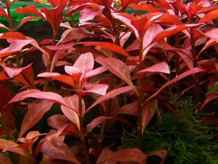 Red Plant