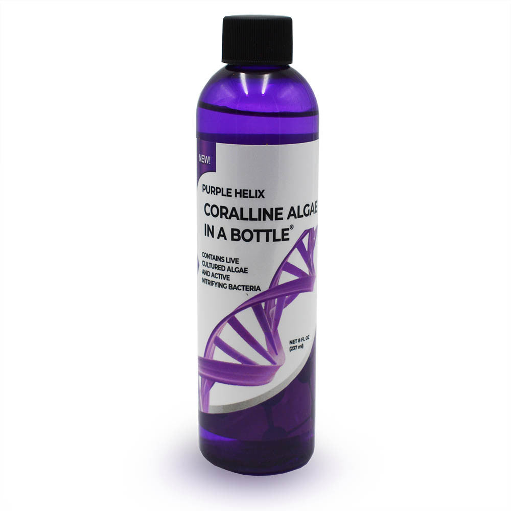 Purple Helix Coralline Algae In A Bottle (8oz)