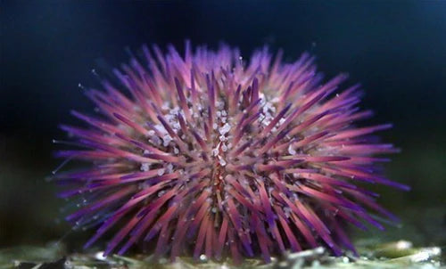 Pincusion Urchin