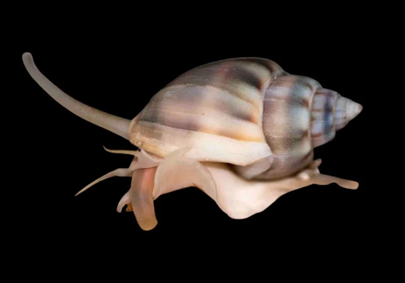 Nassarius Snail