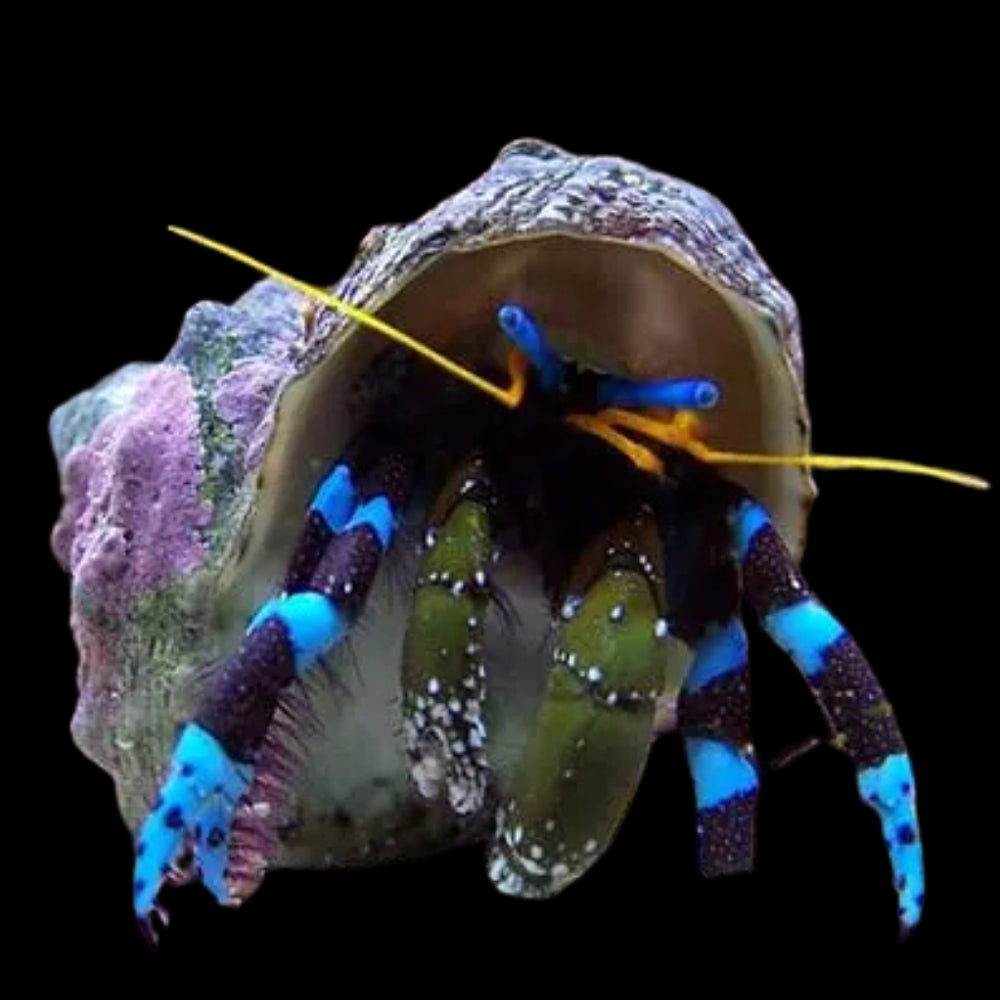 Electric Blue Hermit Crab