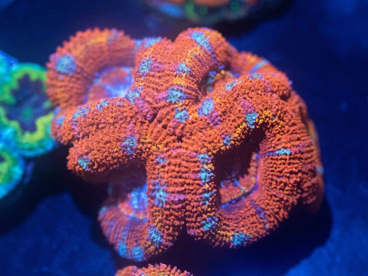 Blood Orange Acan Lord