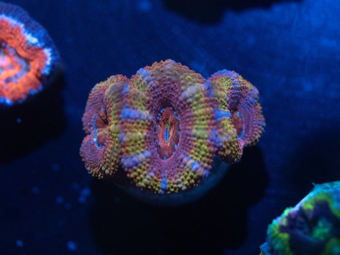 Rustic Rainbow Acan Lord