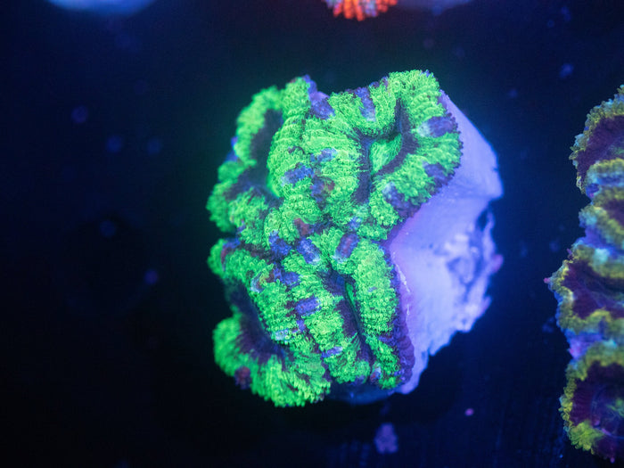 Incredible Hulk Acan