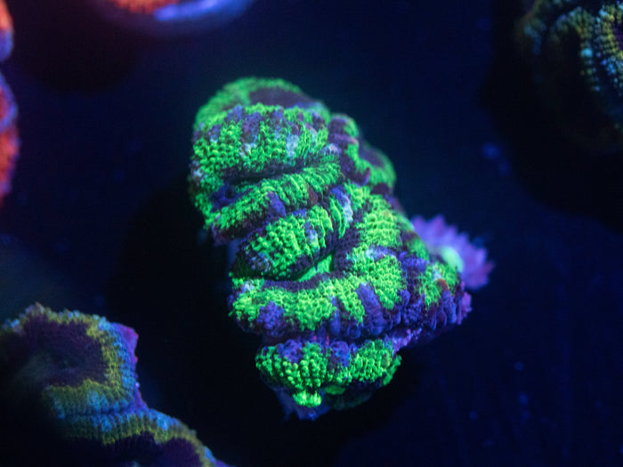 Incredible Hulk Acan