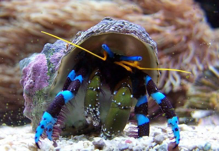 Electric Blue Hermit