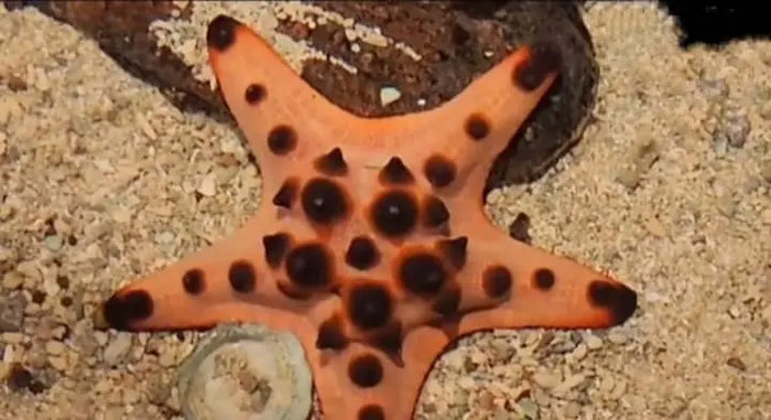 Chocolate Chip Starfish