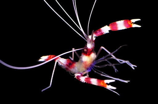 Coral Banded Shrimp