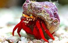 Scarlet Red Leg Hermit Crab