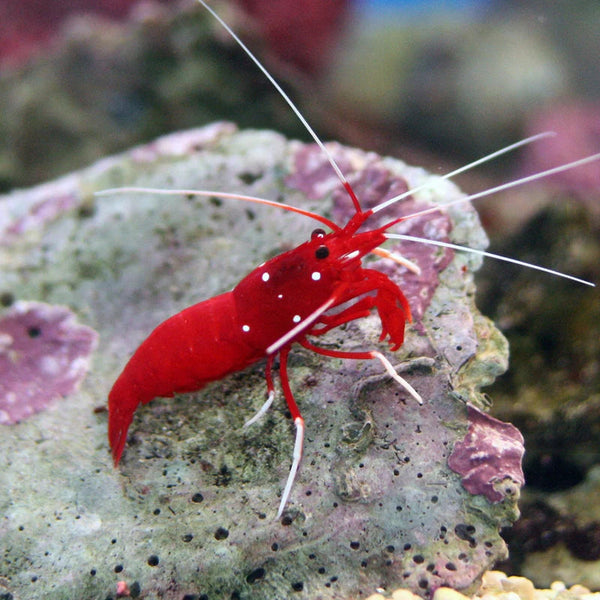 Fish & Inverts – Nemo's Reef