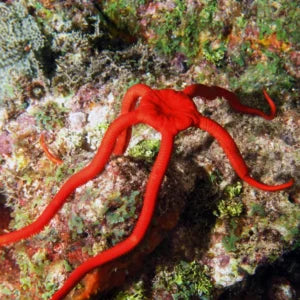 Orange Serpant Starfish