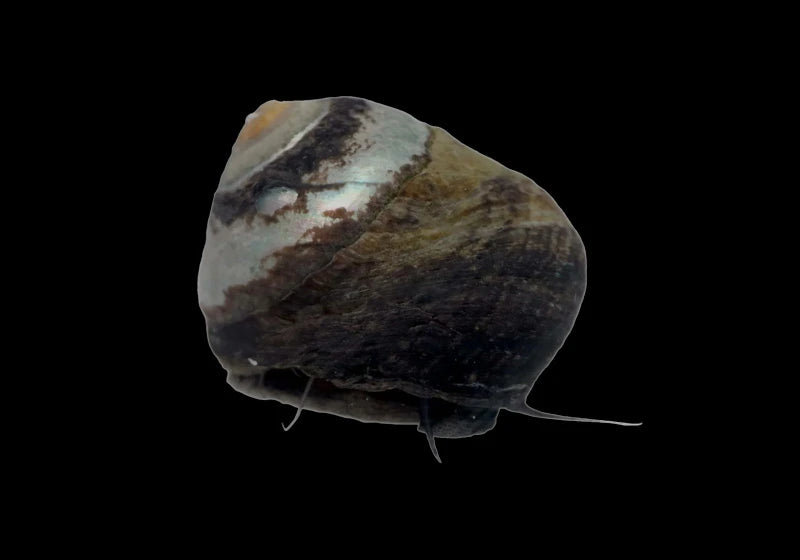 Margarite Snail