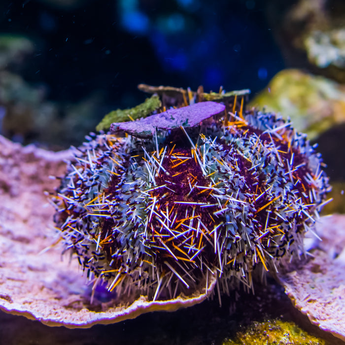 Halloween Collector Urchin