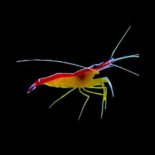 Cleaner Scarlet Skunk Shrimp