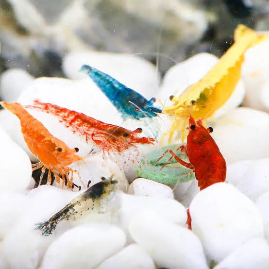 Neocaridina Shrimp