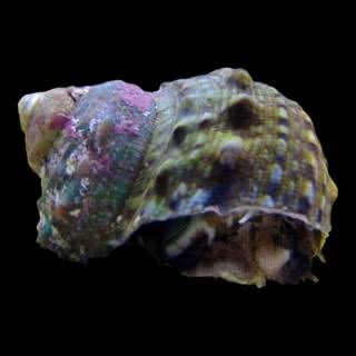 MD Turbo Snail