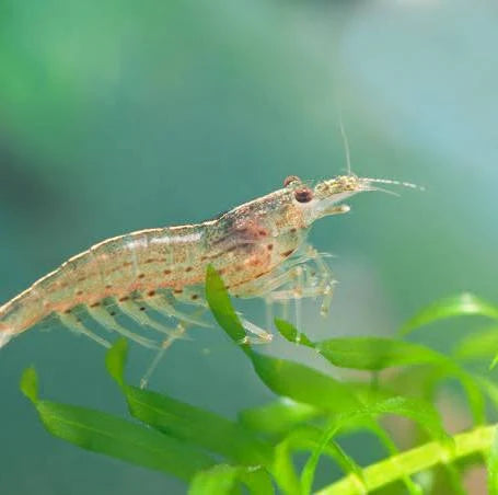 Amano Shimp