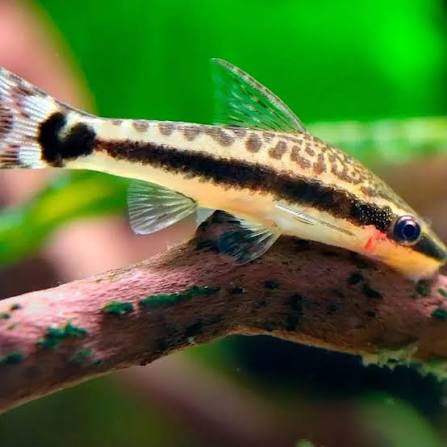Otocinclus