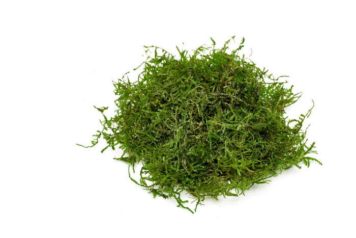 Moss/Floating Plant