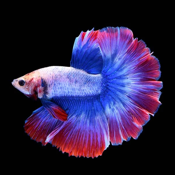 Male Betta