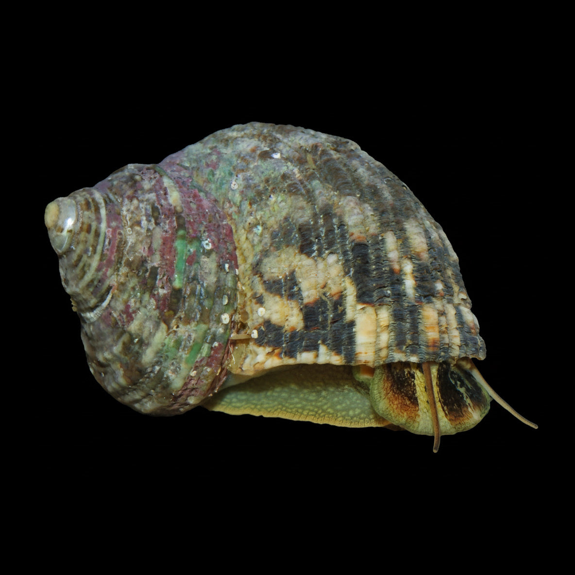 XXL Turbo Snail