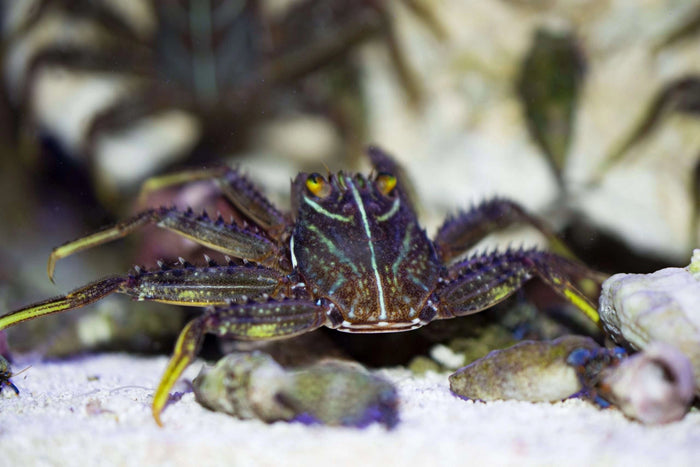 Sally Lightfoot Crab