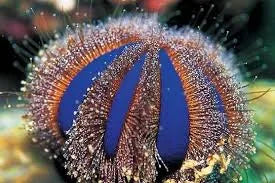 Tuxedo Urchin