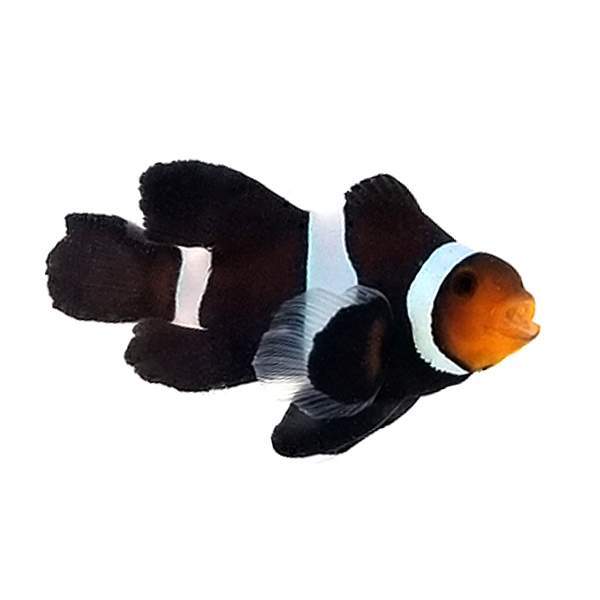 SA Black Roundtail Longfin Clownfish LARGE