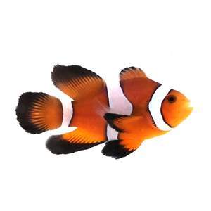 SA Orange Roundtail Longfin Clownfish MEDIUM